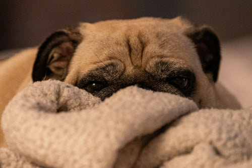 dog scared of fireworks hiding indoors