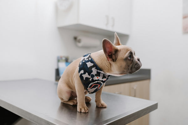 insurance for dogs in the UK
