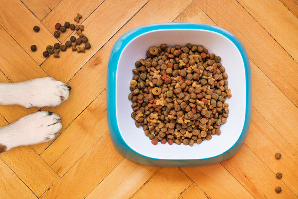 What should i feed my dog?