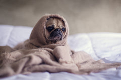 What are the signs of illness in dogs?