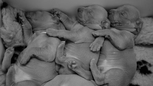 prenatal vitamins for dogs