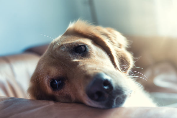 What should i do when my dog feels bad