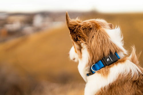 Safe Electric Shock Collar Alternatives for Dogs