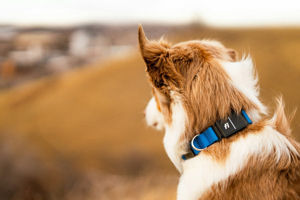 Safe Electric Shock Collar Alternatives for Dogs