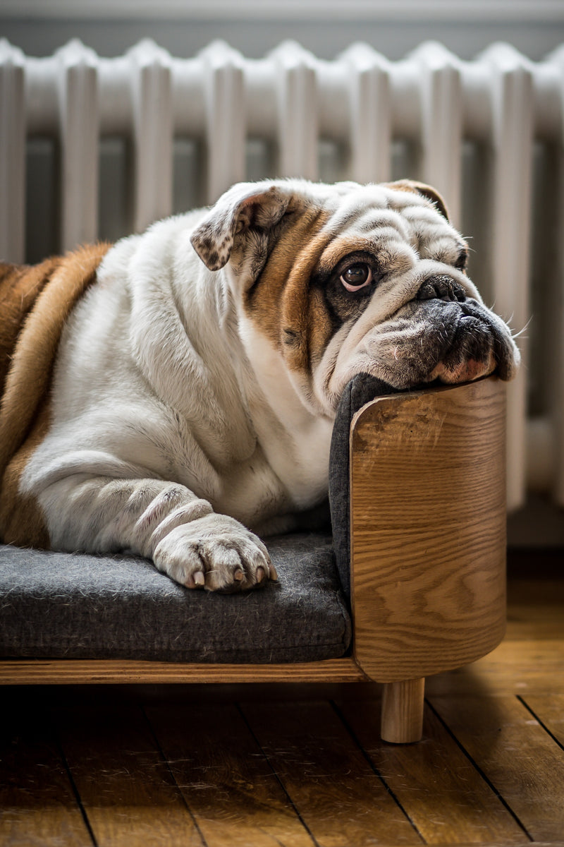 Is My Dog Overweight? A Guide to Assessing and Managing Your Canine's Weight