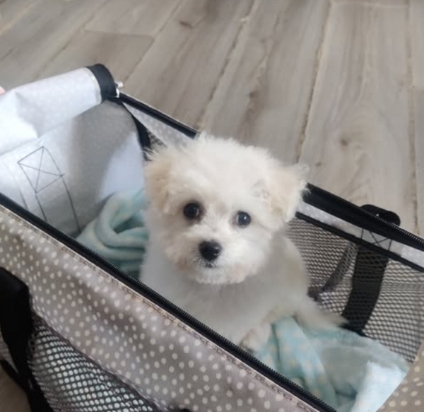 Dog Groomers Near Me in Salford – Top 5 Grooming Salons