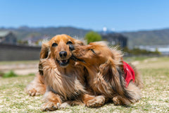 The Love Between Dogs: Is Canine Affection Real?