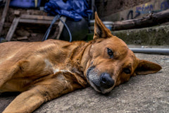 🐶 How to Prevent Dog Heatstroke Over the Summer