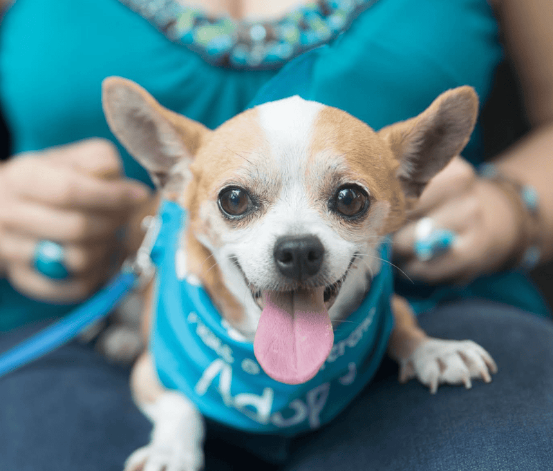 Top 10 Dog Shelters, Dog Adoption Centers, and Rescue Centers in New York - Calmshops.co.uk
