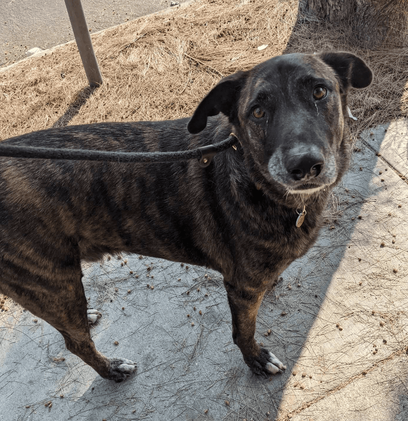 Top 10 Dog Shelters in Los Angeles: Find Your Furry Friend Today - Calmshops.co.uk