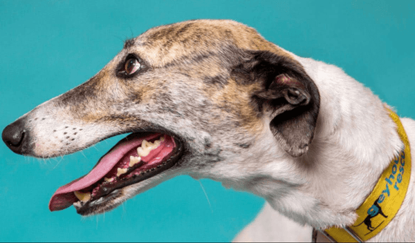 Top 10 Dog Shelters in Sydney: Find Your Furry Friend Today