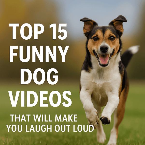 🐾 Top 15 Funny Dog Videos That Will Brighten Your Day - Calmshops.co.uk