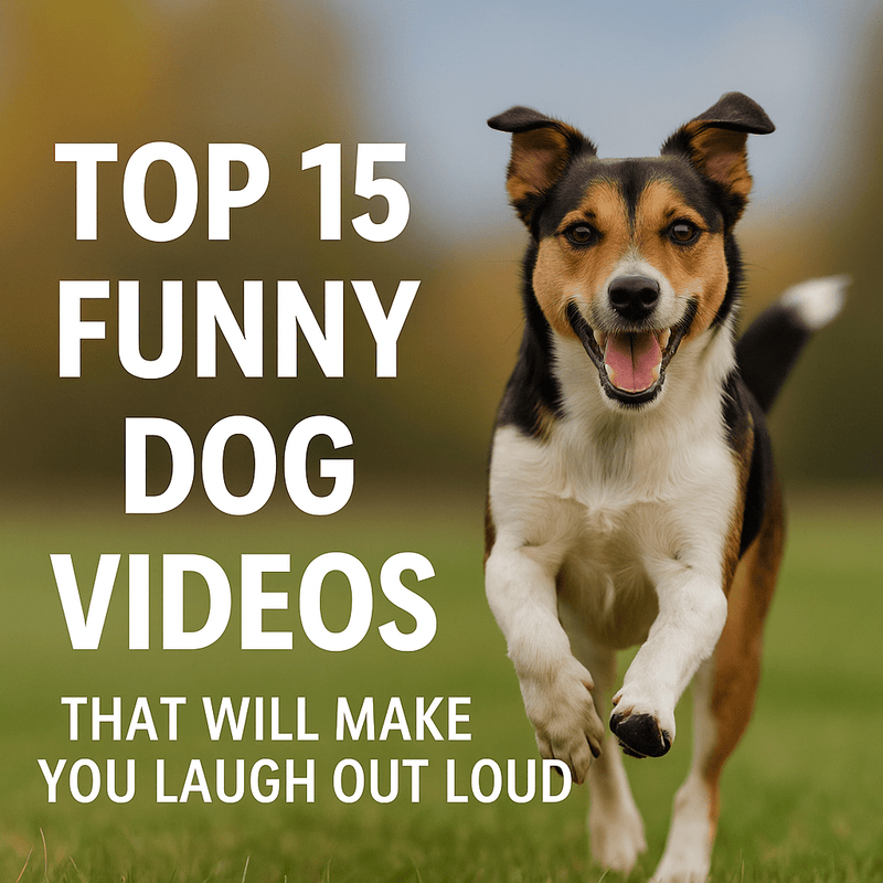 🐾 Top 15 Funny Dog Videos That Will Brighten Your Day - Calmshops.co.uk