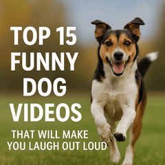 🐾 Top 15 Funny Dog Videos That Will Brighten Your Day
