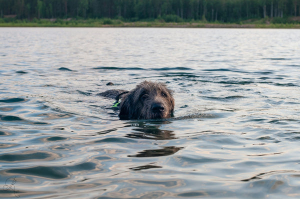 Top Dog Swimming Spots in the UK & How Waterproof Training Collars Help - Calmshops.co.uk