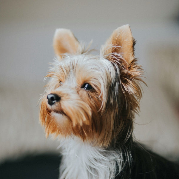 Are Yorkies Hypoallergenic Dog Breeds: Truths Every Owner Should Know