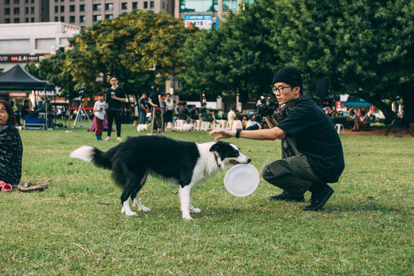 What is the law about the use of dog ecollars in the UK
