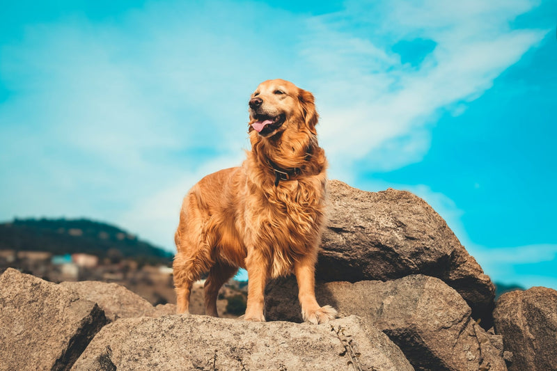 🐶 What Is the World’s Nicest Dog? Discover the Most Gentle Dog Breeds