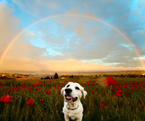 What should i do when my dog is dying?