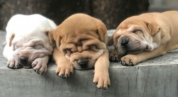 Where Can I Buy or adopt a Puppy?
