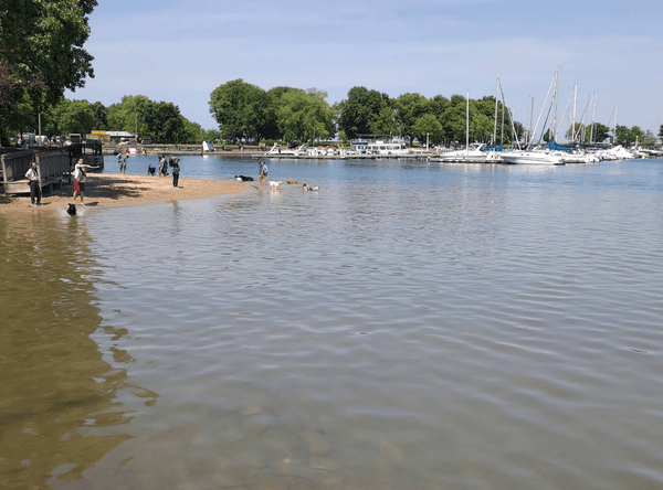 Where Can I Take My Dog to Swim in Chicago? Top 10 Splash-Worthy Spots for Your Pup