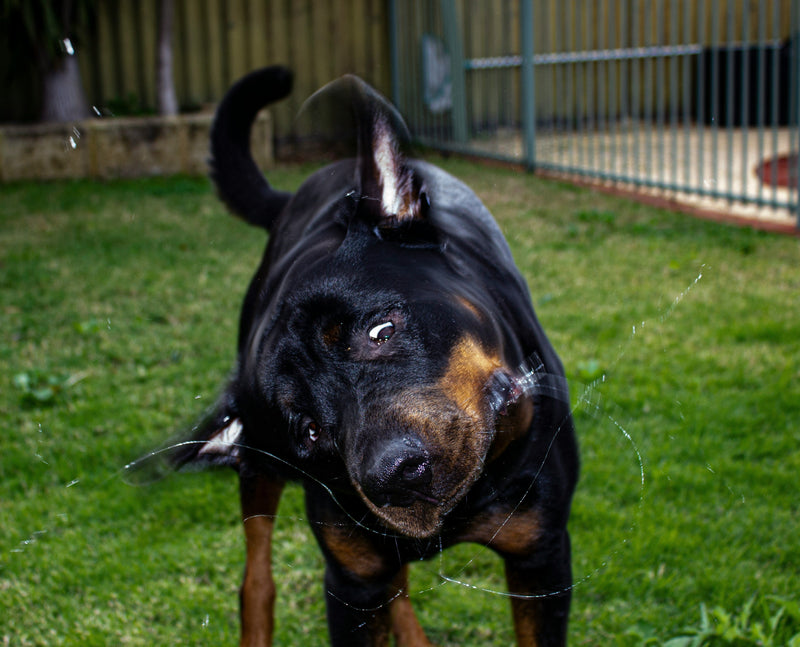 Why Do Dogs Shake Their Bodies?