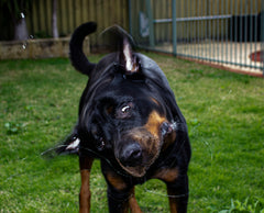Why Do Dogs Shake Their Bodies? 10 Reasons Explained