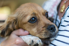 Why Is My Dog Shaking? 10 Possible Reasons and What You Can Do