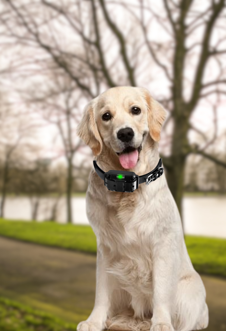CalmShops: No-Shock Dog Training Collars, Anti-Bark Gear & Vitamins CalmShops: No-Shock Dog Training Collars, Anti-Bark Gear & Vitamins