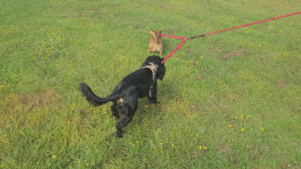 Dog lead for two dogs